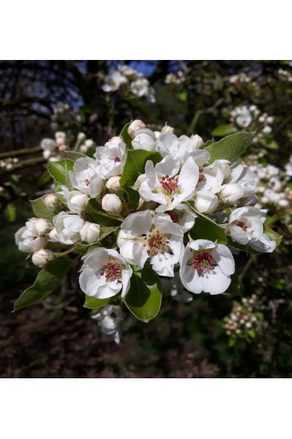 Pyrus communis ‘Silk King’